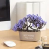 Kép 4/4 - Műnövény dekoráció - bonsai - 19 x 13 cm - 4 féle