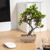 Kép 4/4 - Műnövény dekoráció - bonsai - 18 x 24 cm - 4 féle