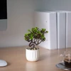 Kép 4/4 - Műnövény dekoráció - bonsai, cserepes - 12 x 17 cm - 4 féle
