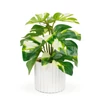 Kép 2/2 - Műnövény dekoráció - filodendron - zöld/sárga - 20 x 8 cm