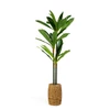 Kép 2/2 - Műnövény dekoráció - Dracaena Fragrans - 1,1-1,2 m